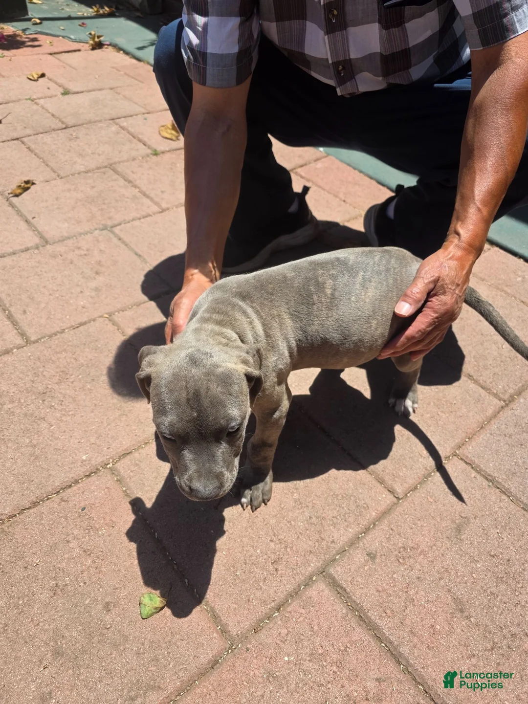 American Pit Bull Terrier dogs for sale: American Pit Bull Terrier 4 - Ad 1