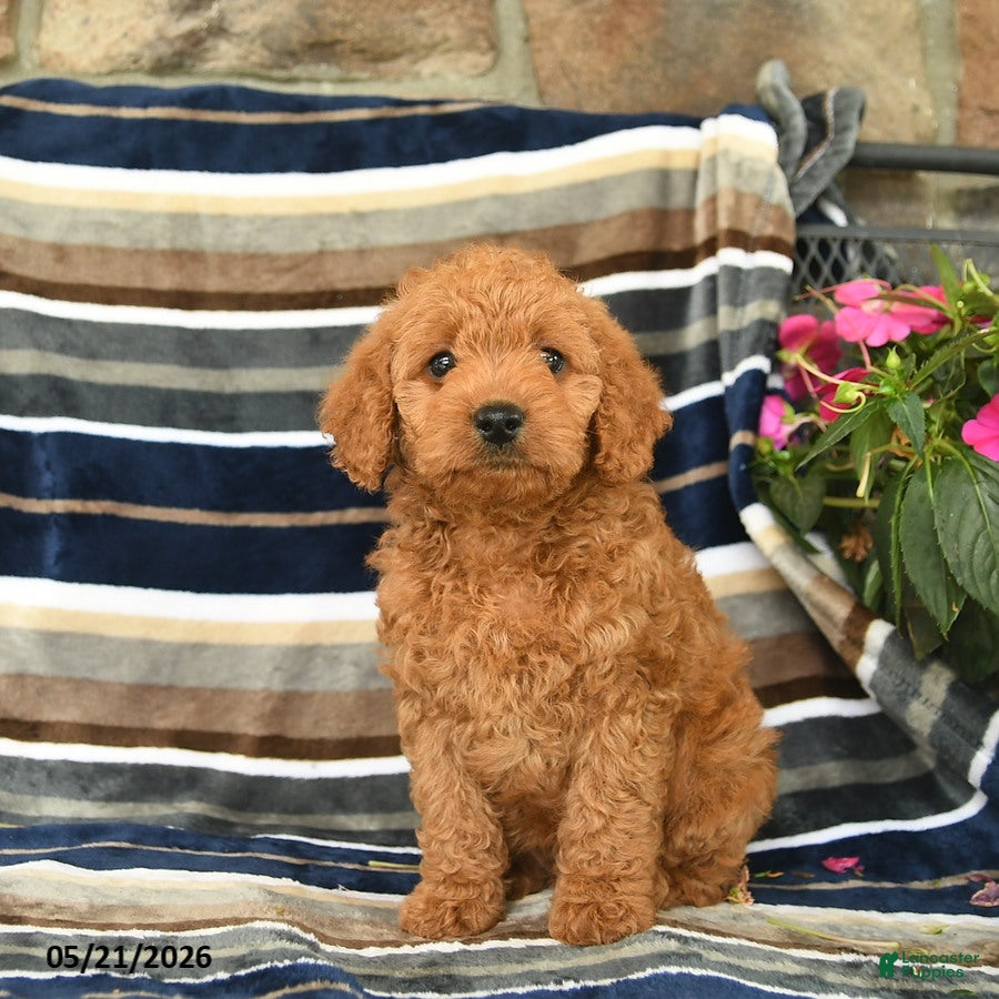 Mini Goldendoodle dogs Ella  - Ad 2