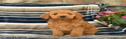 Mini Goldendoodle dogs for sale: Ella  - Ad 2