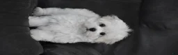 Maltese dogs for sale: Teddy - Ad 12