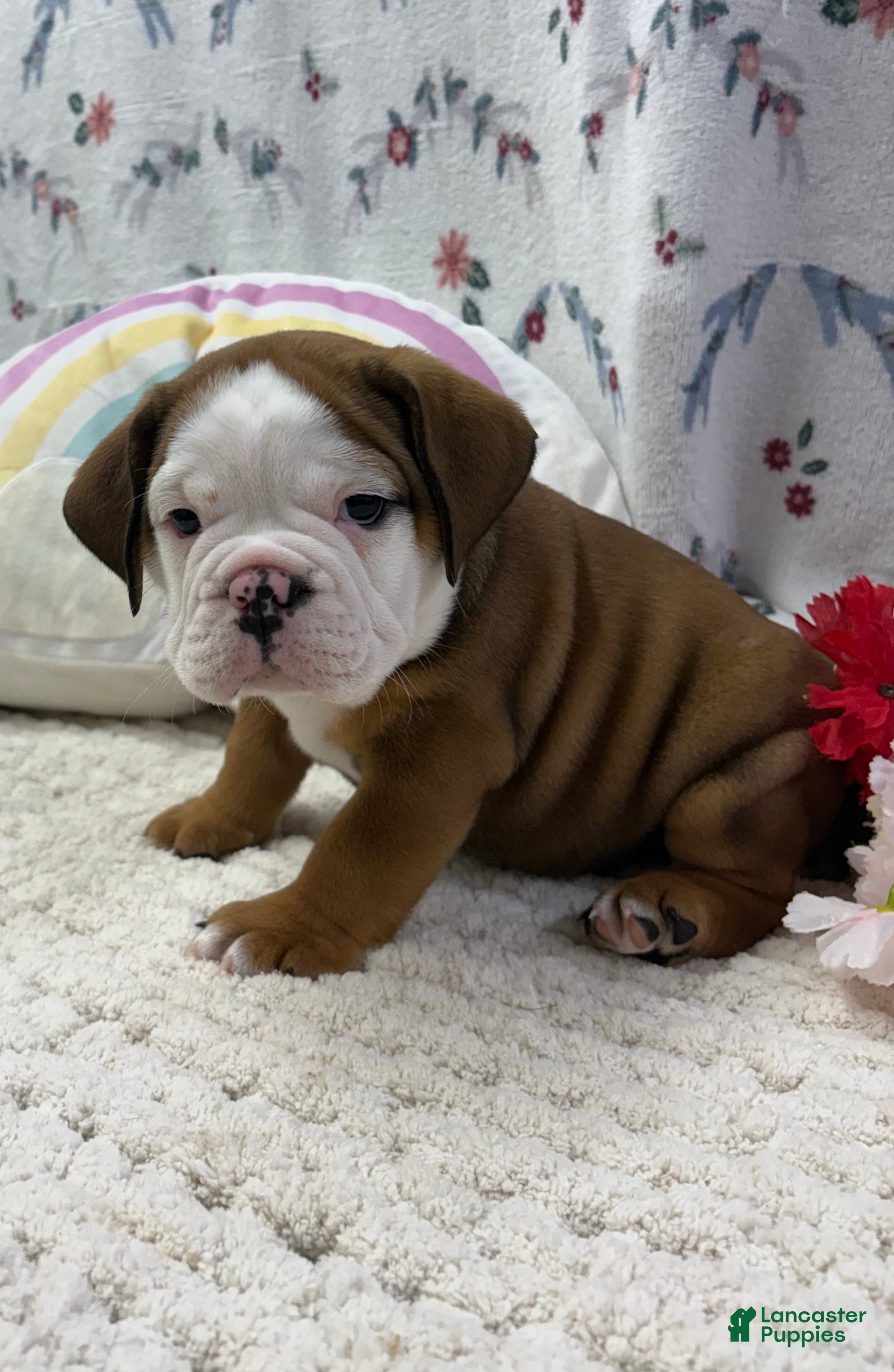 English Bulldog dogs Lucky  - Ad 1