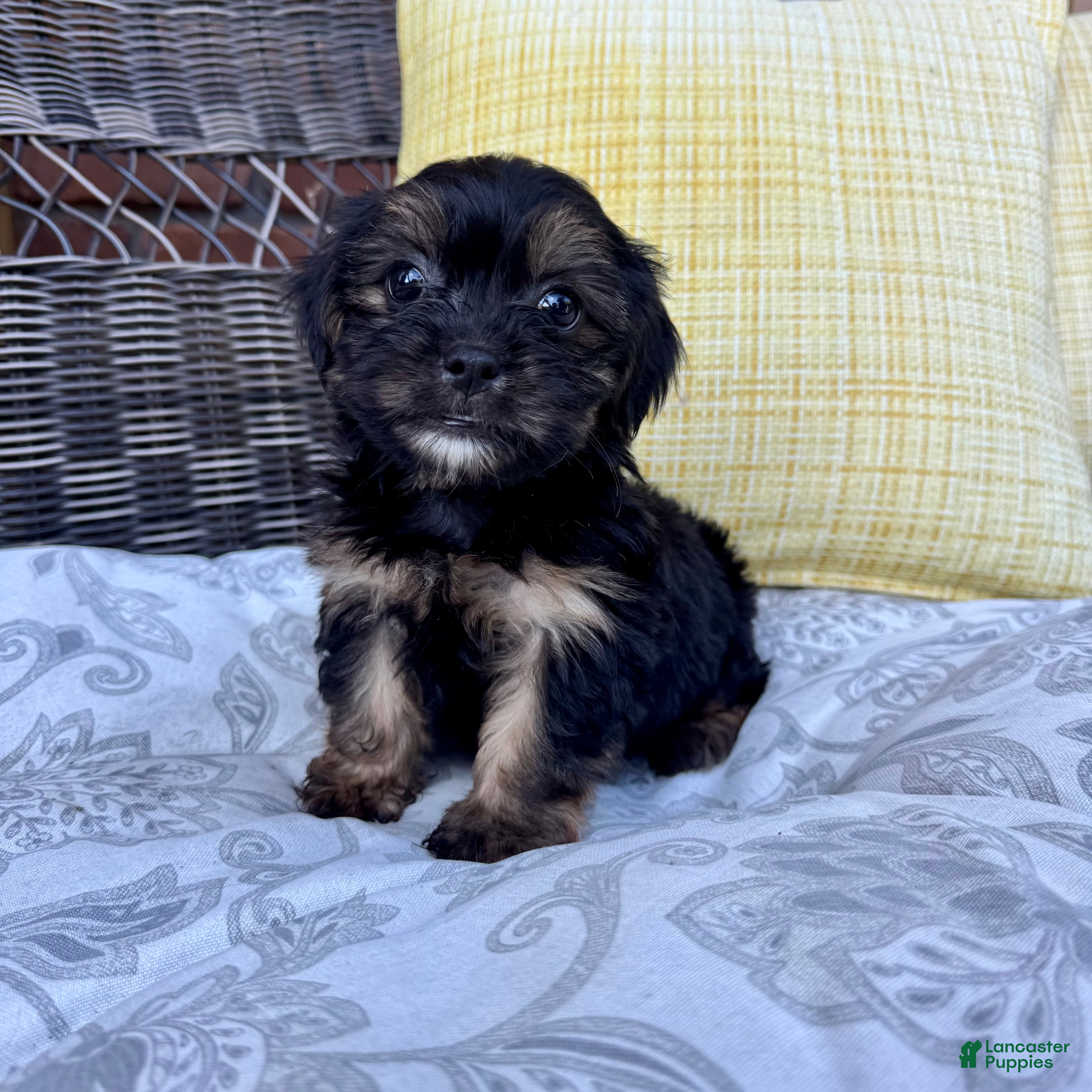 Shorkie dogs chandler  - Ad 20