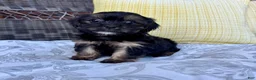Shorkie dogs for sale: chandler  - Ad 1