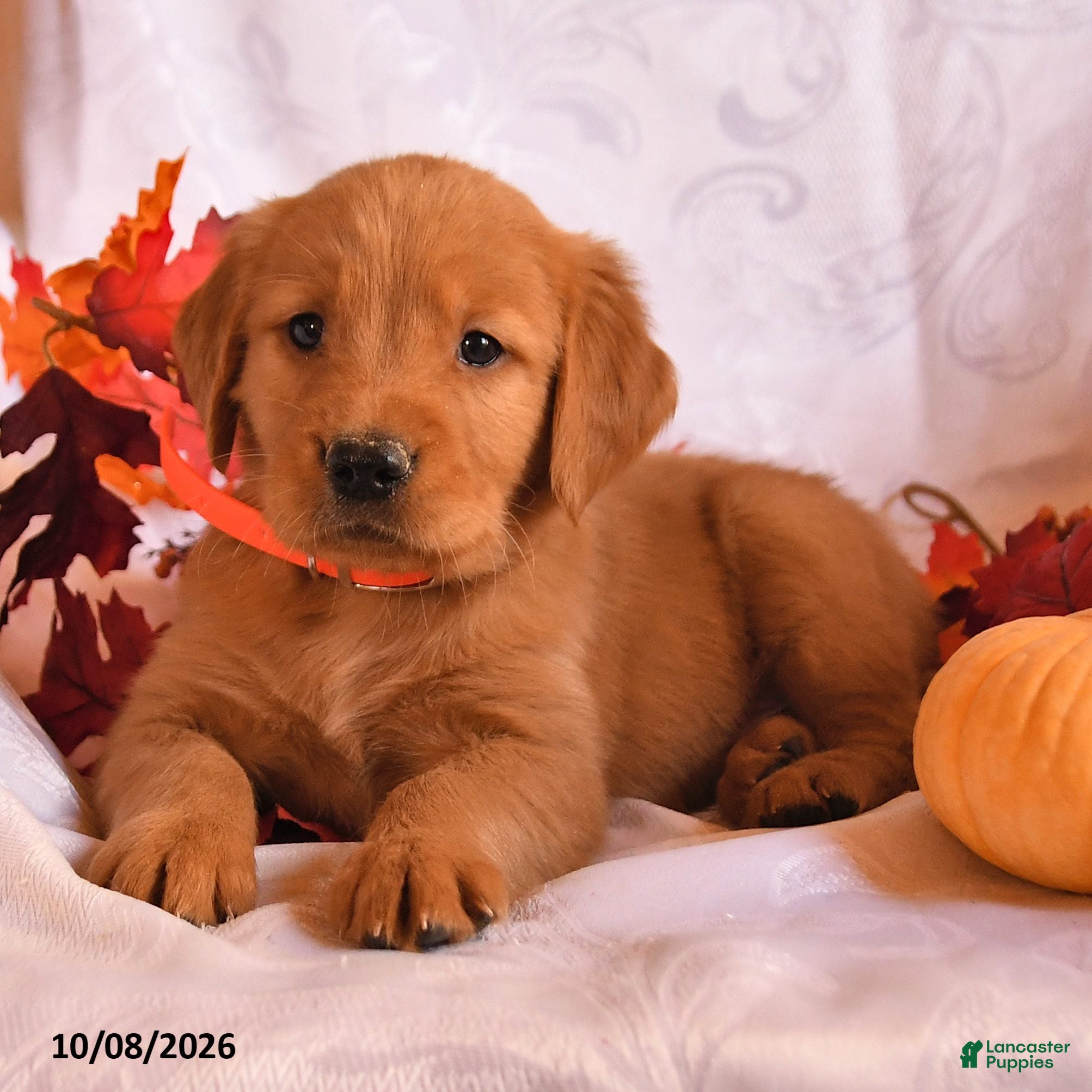 Golden Retriever dogs Beau - Ad 2