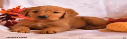 Golden Retriever dogs for sale: Beau - Ad 2