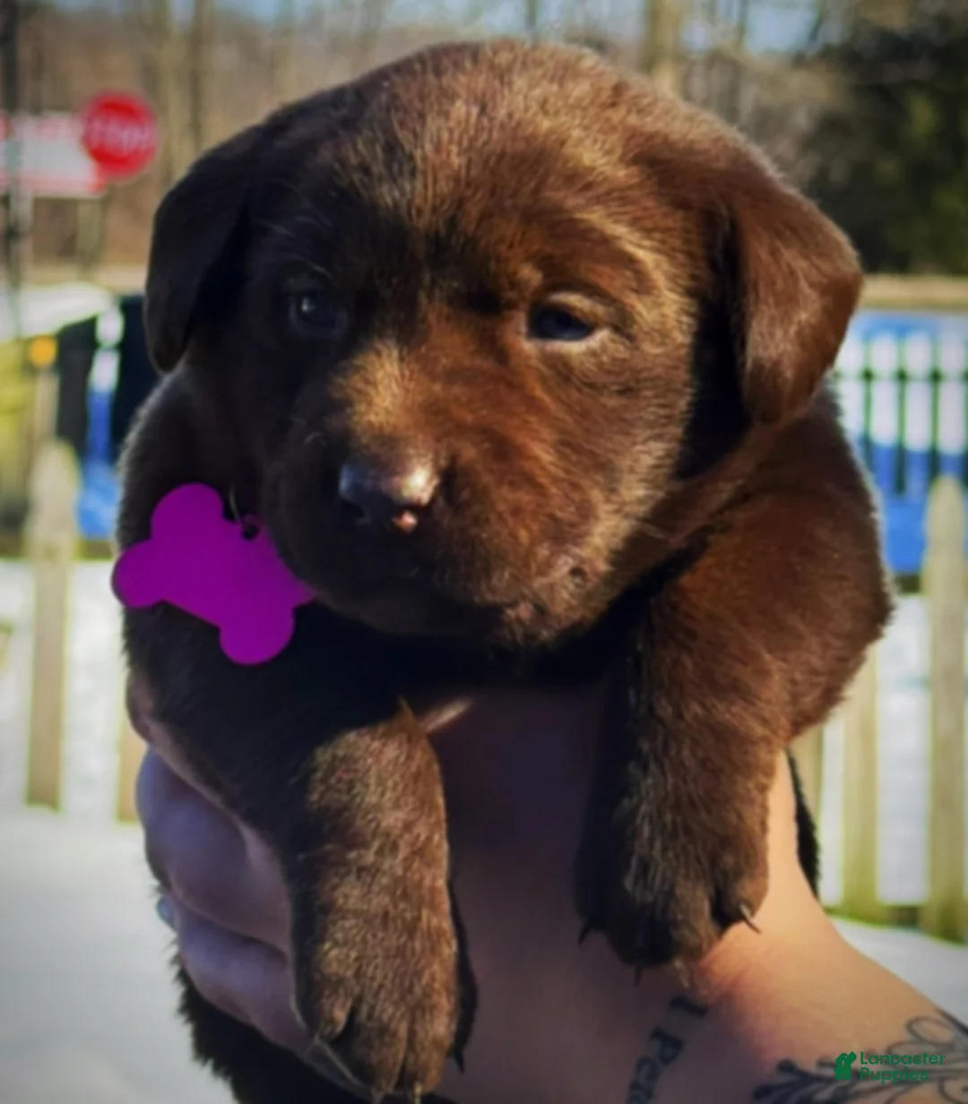 Labrador Retriever dogs for sale: georgann  - Ad 8