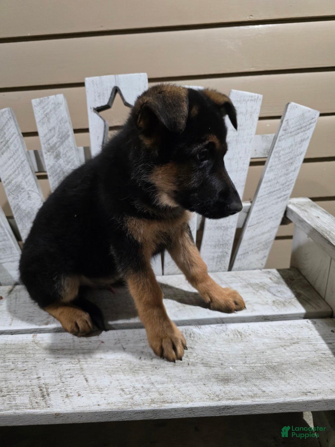 German Shepherd dogs for sale: Max - Ad 7