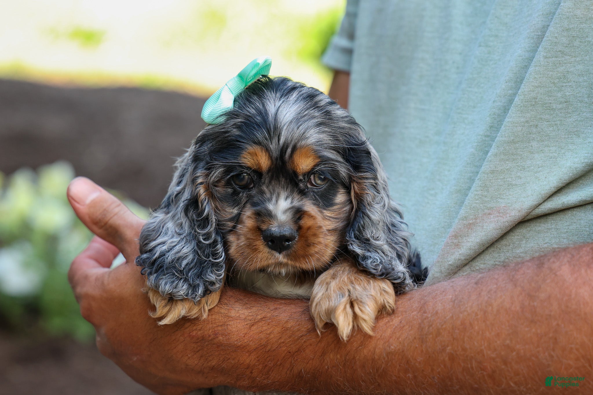 Cocker Spaniel dogs Letti 🐶💗 - Ad 1