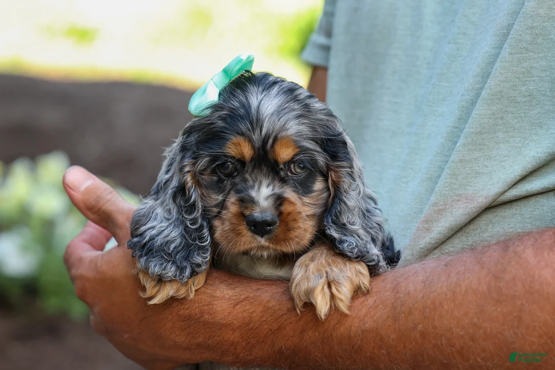Cocker Spaniel dogs for sale: Letti 🐶💗 - Ad 1