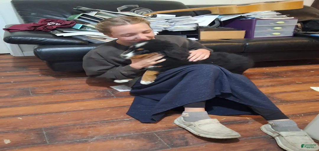 Gallery Image {{count}}