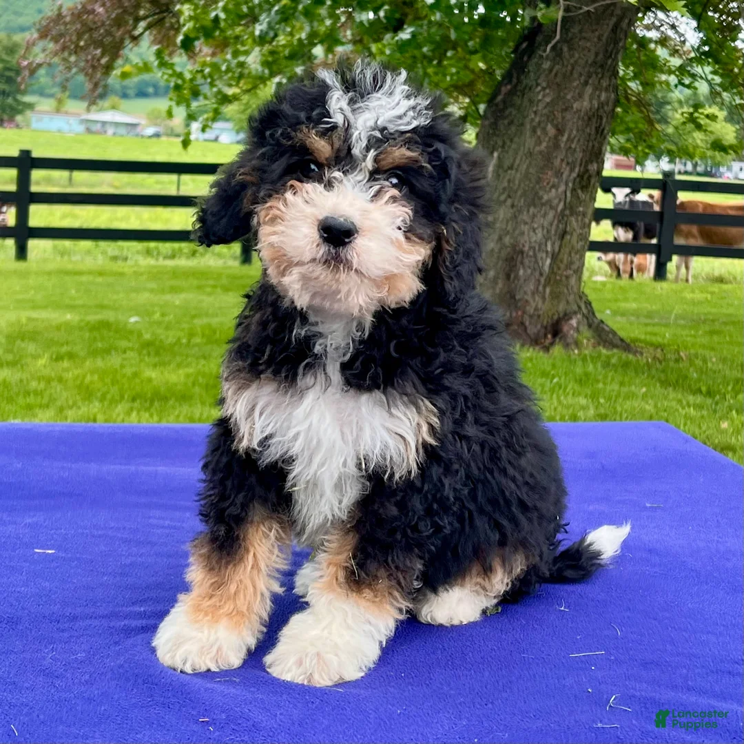 Bernedoodle dogs for sale: Natalie - Ad 1
