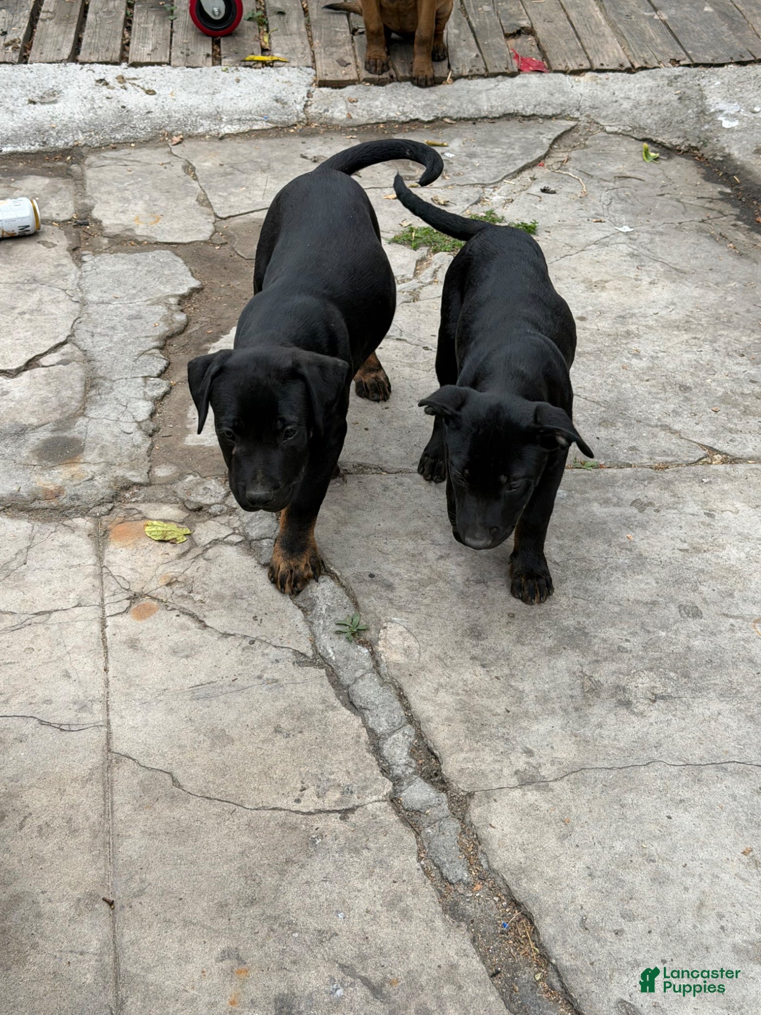 Mixed Breed dogs Mixed Breed Puppy 4 - Ad 19