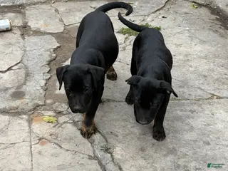 Mixed Breed dogs Mixed Breed Puppy 4 - Ad 19