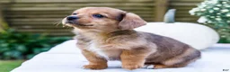 Mixed Breed dogs for sale: Sadie - Ad 6