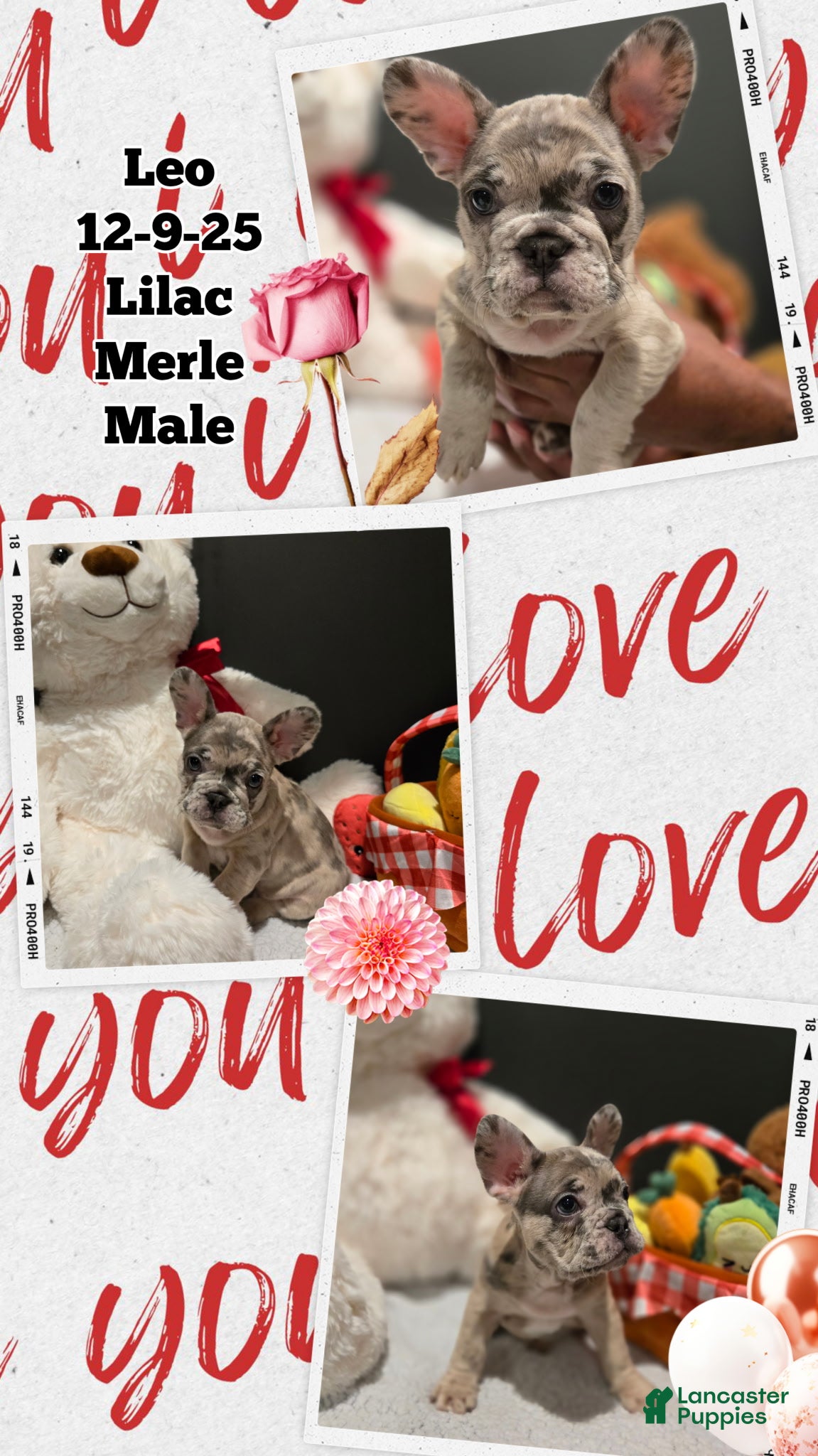 French Bulldog dogs French Bulldog Puppy 3 - Ad 12