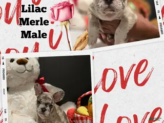 French Bulldog dogs French Bulldog Puppy 3 - Ad 12