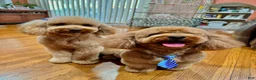 Miniature Poodle dogs for sale: Mookie - Ad 5
