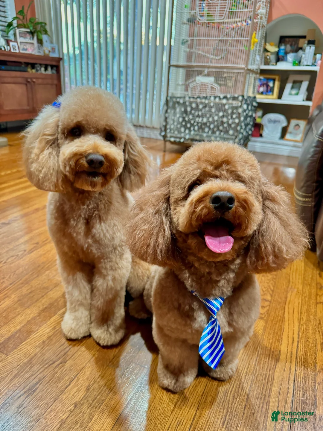 Miniature Poodle dogs for sale: Mookie - Ad 5