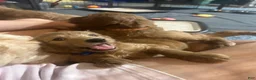 Goldendoodle dogs for sale: Wildcat - Ad 2