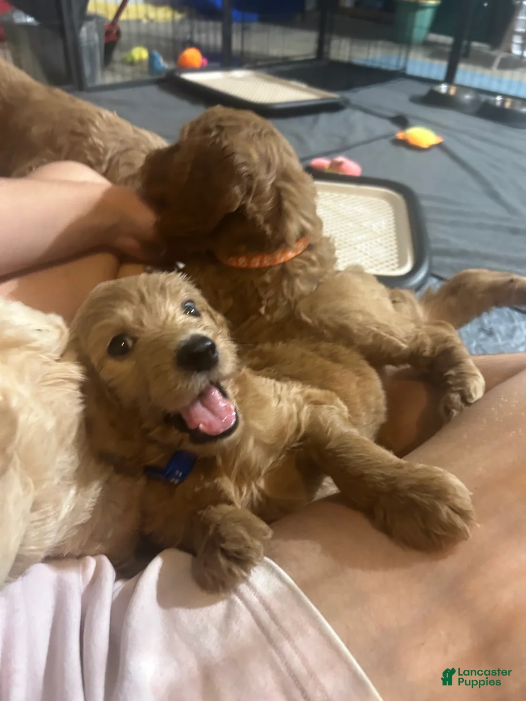 Goldendoodle dogs for sale: Wildcat - Ad 2