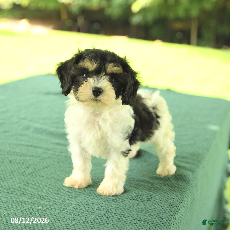 Cavapoo dogs Max - Ad 2