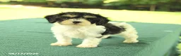 Cavapoo dogs for sale: Max - Ad 2