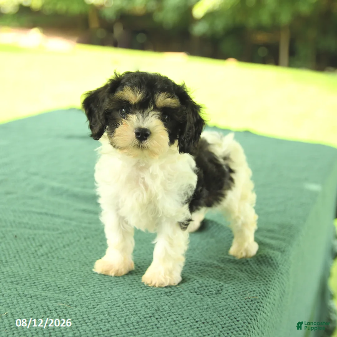 Cavapoo dogs for sale: Max - Ad 2