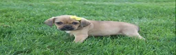 Puggle dogs for sale: Allie - Ad 3