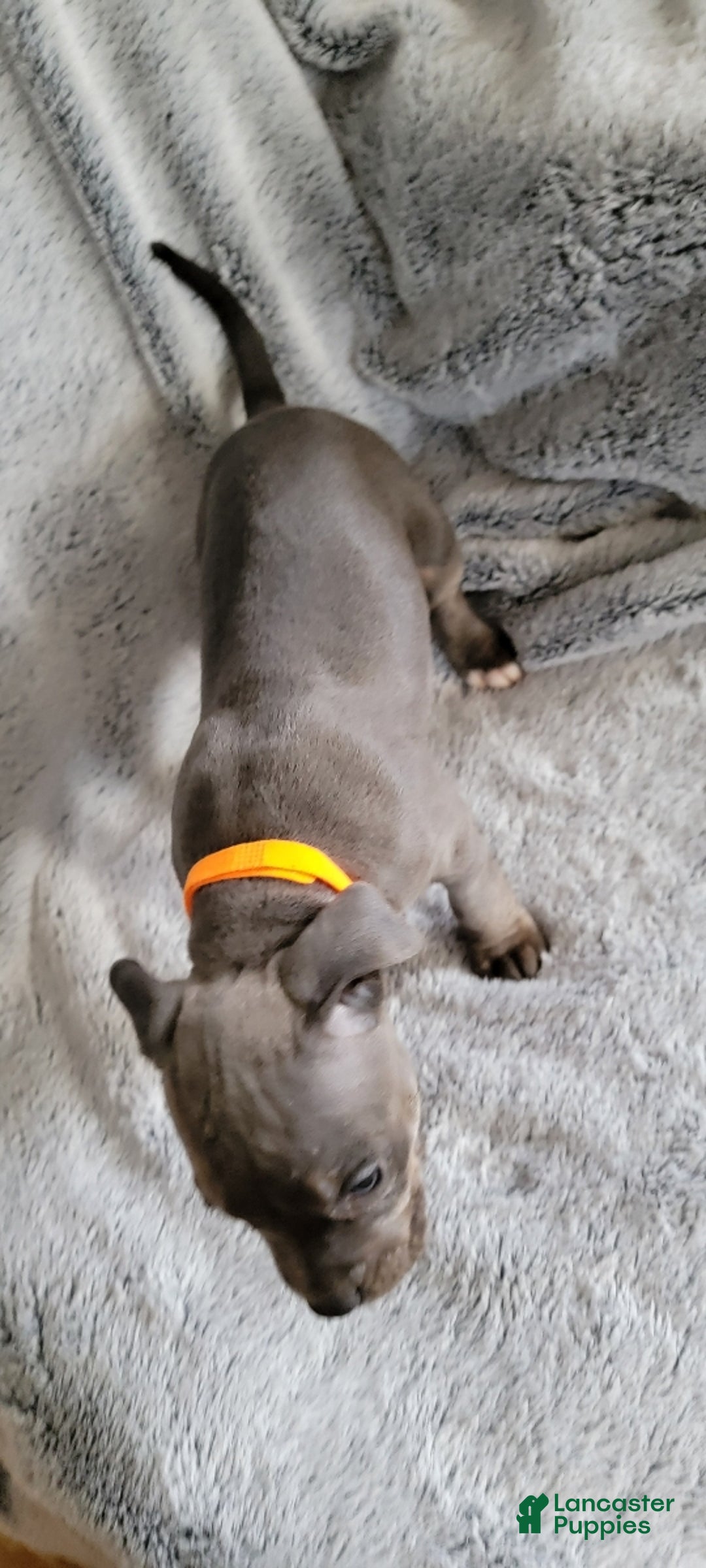 American Bully dogs for sale: Spike - Ad 3
