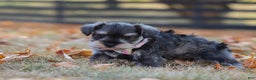Miniature Schnauzer dogs for sale: Brianna - Ad 25