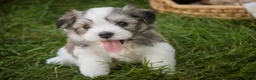 Havanese dogs for sale: Darcy Havanese  - Ad 20