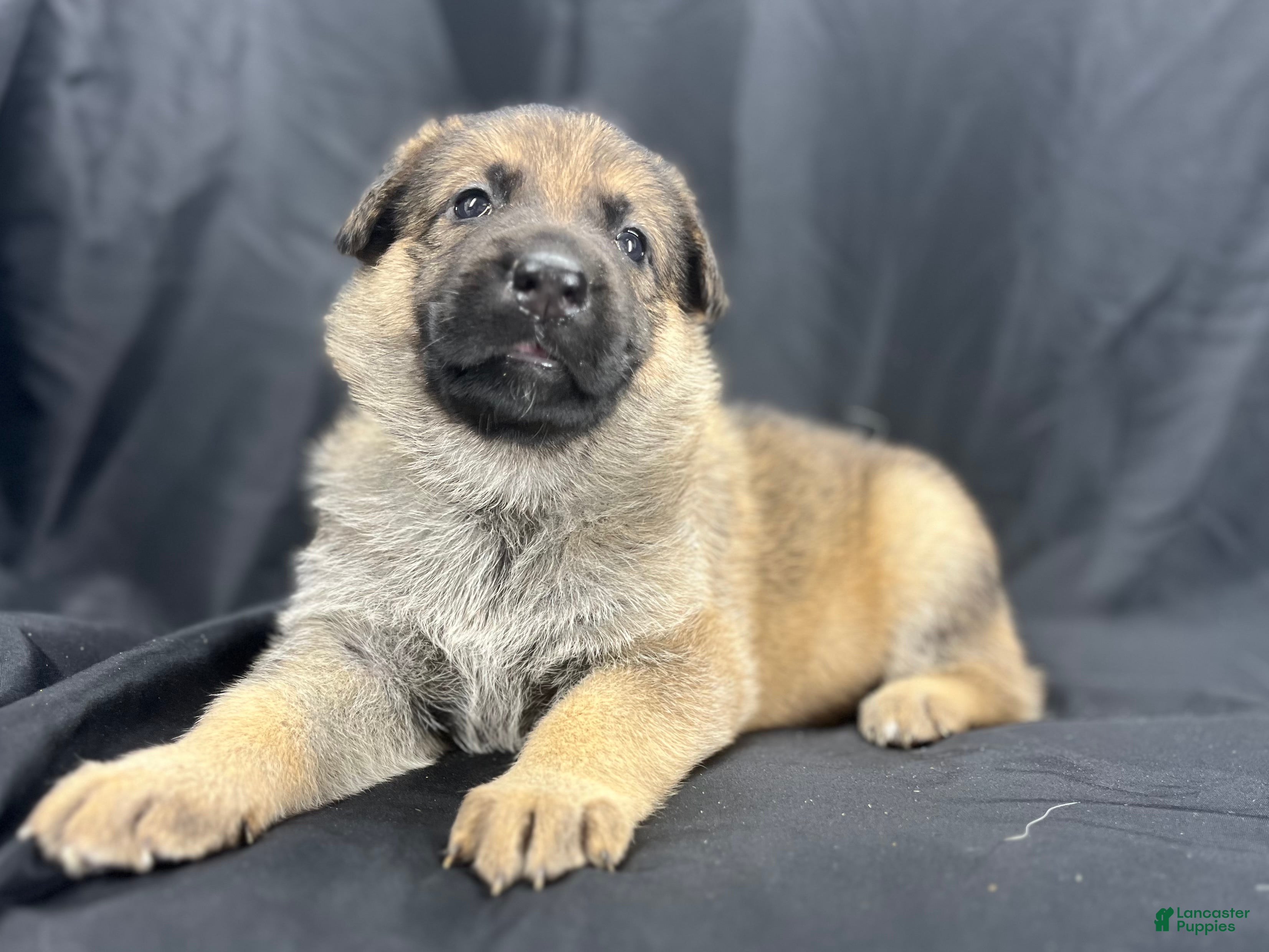 German Shepherd dogs Sadie - Ad 2