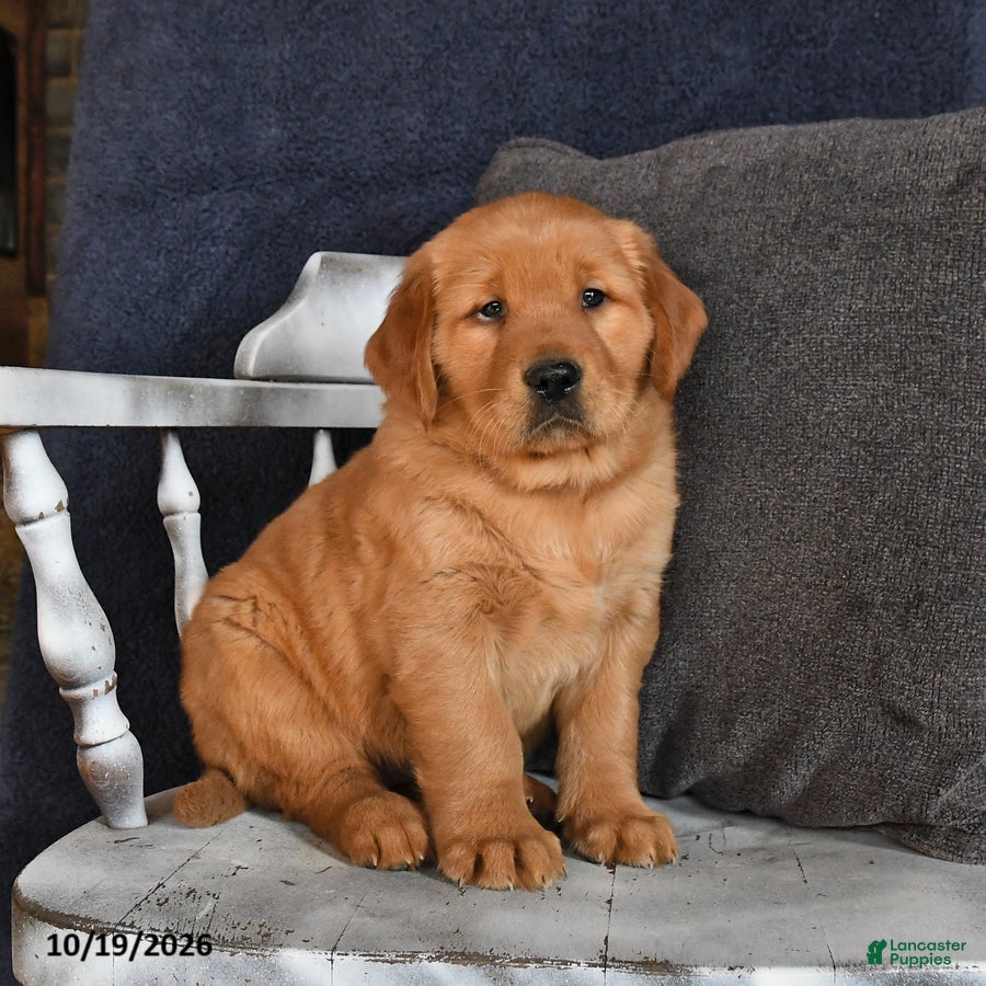 Golden Retriever dogs for sale: Aj  - Ad 4