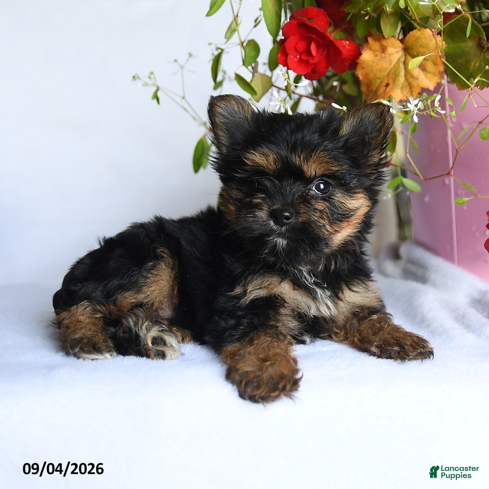 Morkie dogs Mia  - Ad 2