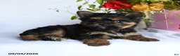 Morkie dogs for sale: Mia  - Ad 4