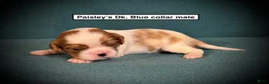 AKC Fancy's Dk. Blue Collar Male