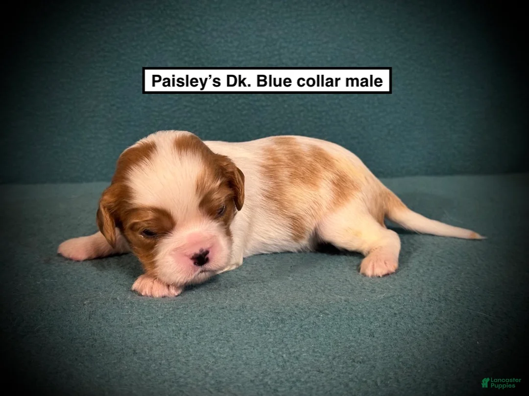 Cavalier King Charles Spaniel dogs for sale: AKC Fancy's Dk. Blue Collar Male - Ad 1