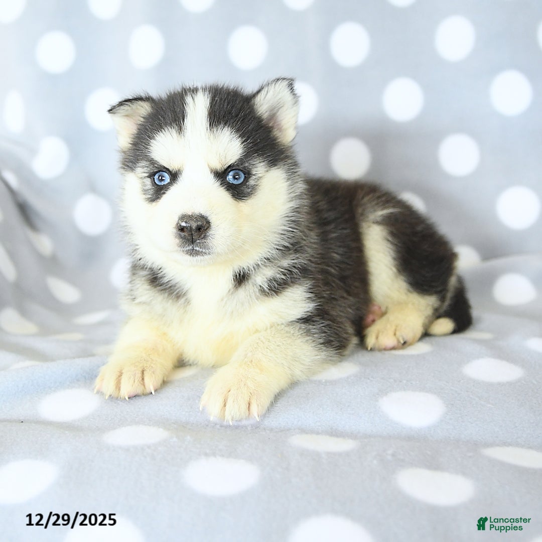 Siberian Husky dogs for sale: Rosie - Ad 2