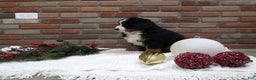 Bernese Mountain Dog dogs for sale: Molly - Ad 3