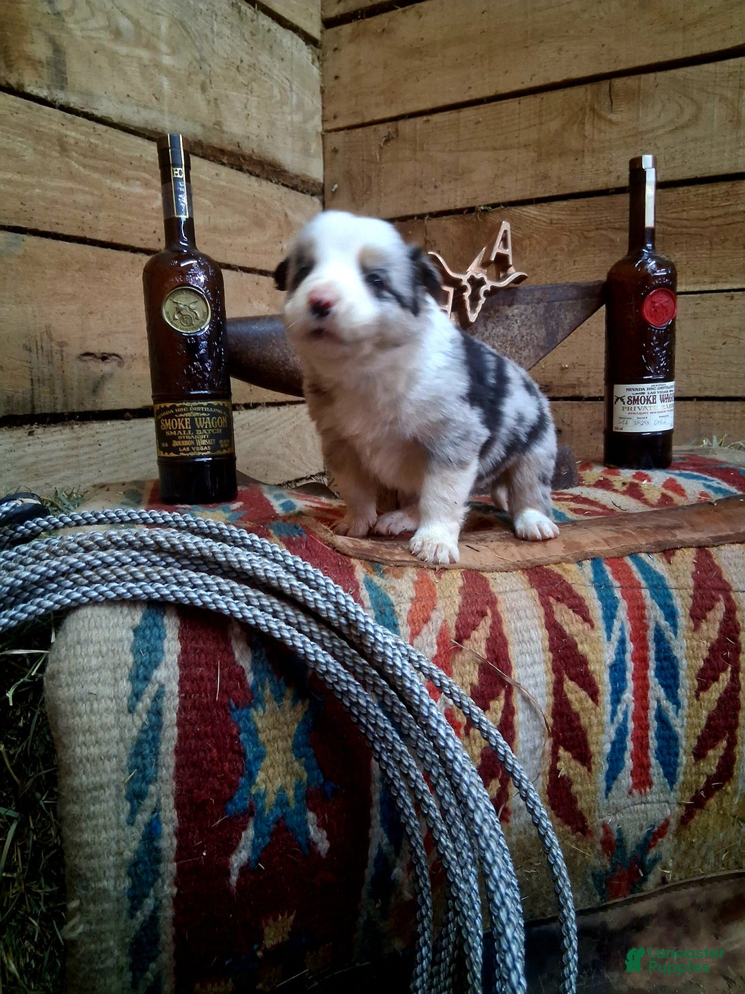 Border Collie dogs for sale: Border Collie Puppy 3 - Ad 3