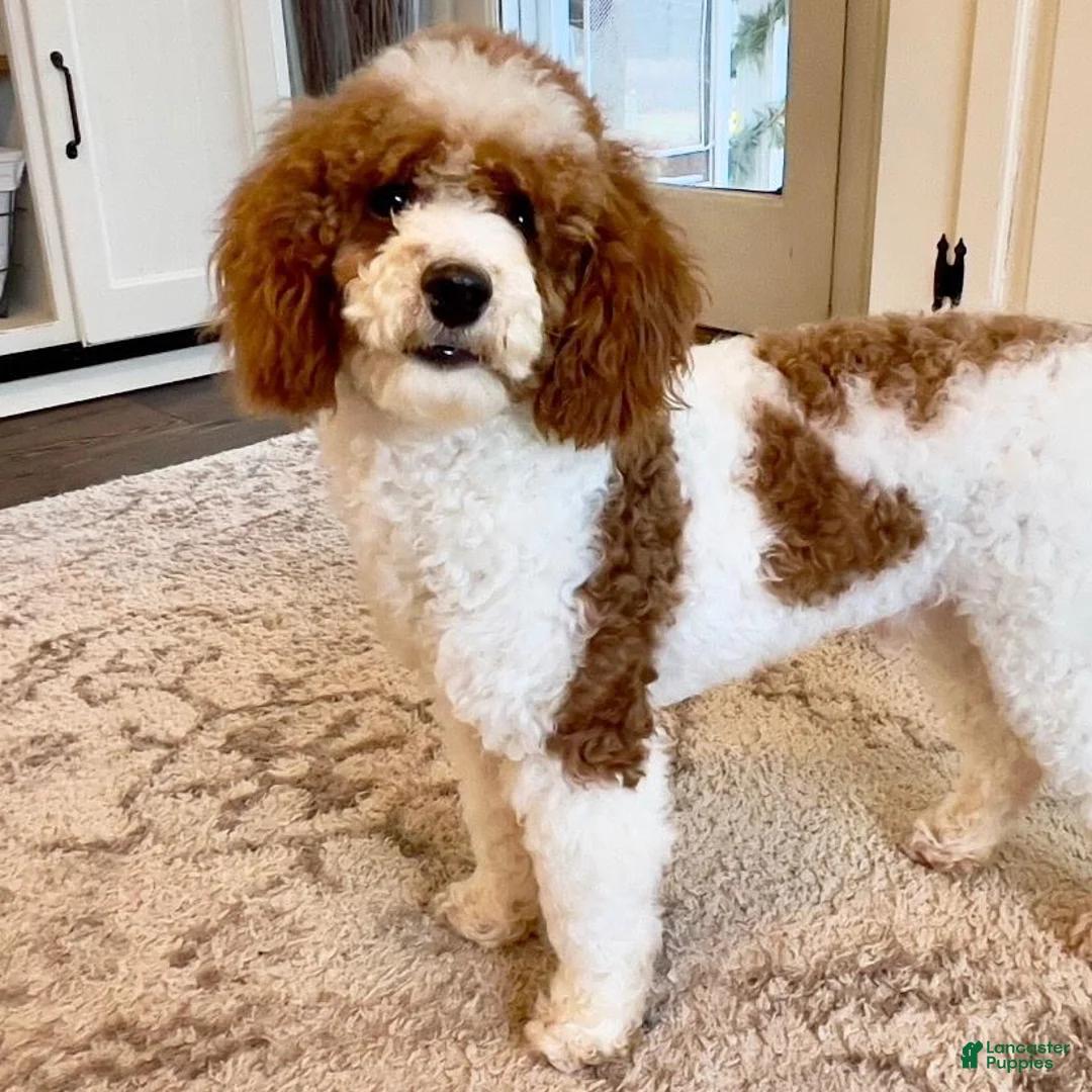 Mini Goldendoodle dogs for sale: Stella - Ad 6