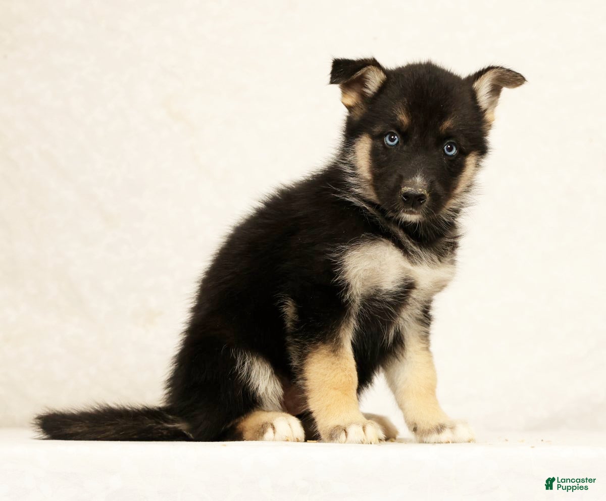 Gerberian Shepsky dogs Macey - Ad 2