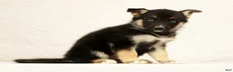 Gerberian Shepsky dogs for sale: Macey - Ad 2