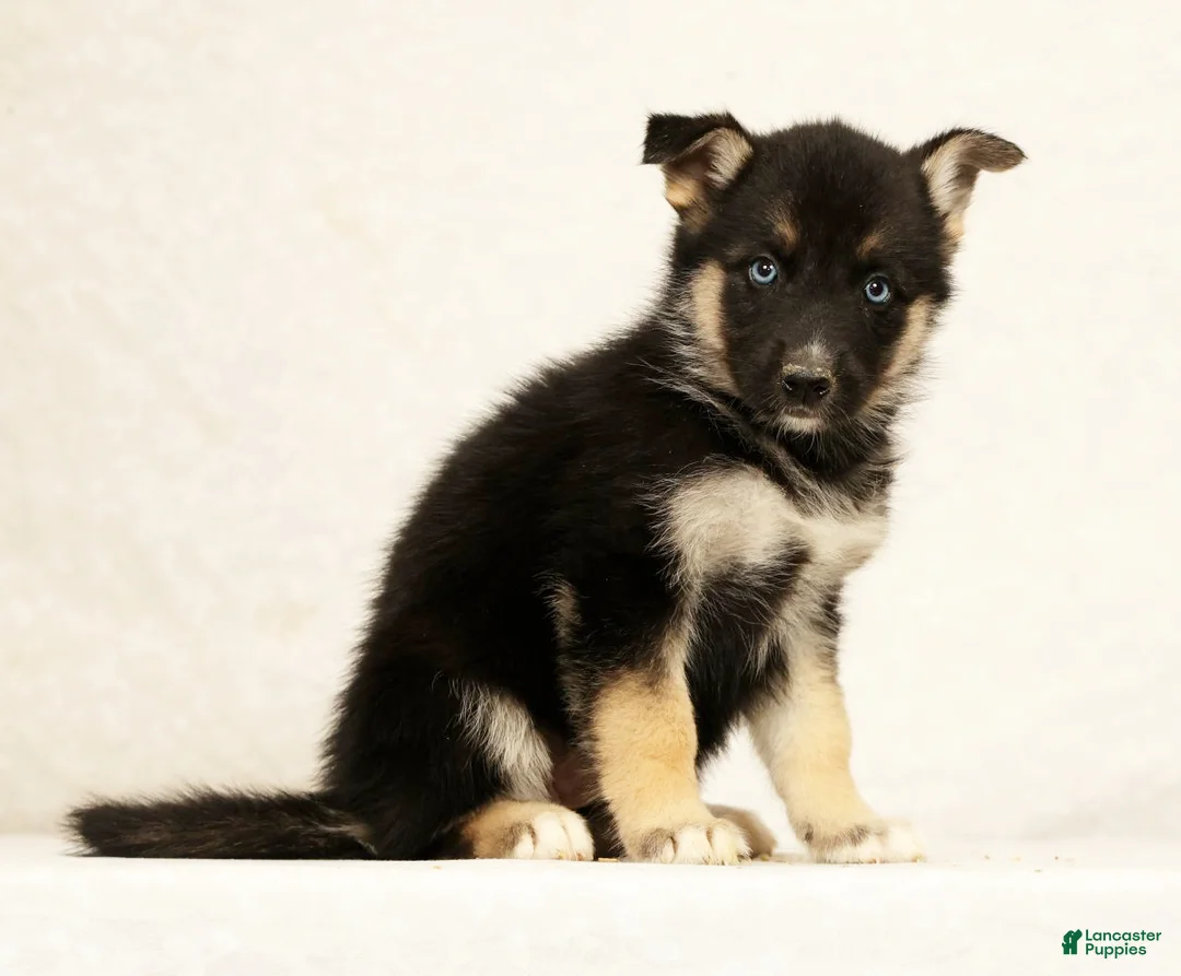 Gerberian Shepsky dogs for sale: Macey - Ad 2