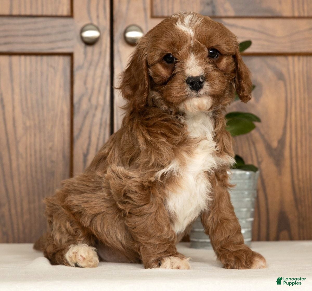 Cavapoo dogs Max - Ad 6
