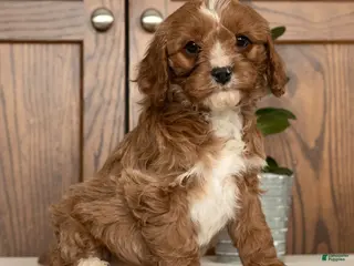 Cavapoo dogs Max - Ad 4