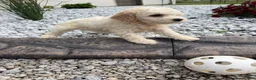 Miniature Poodle dogs for sale: Noel - Ad 5