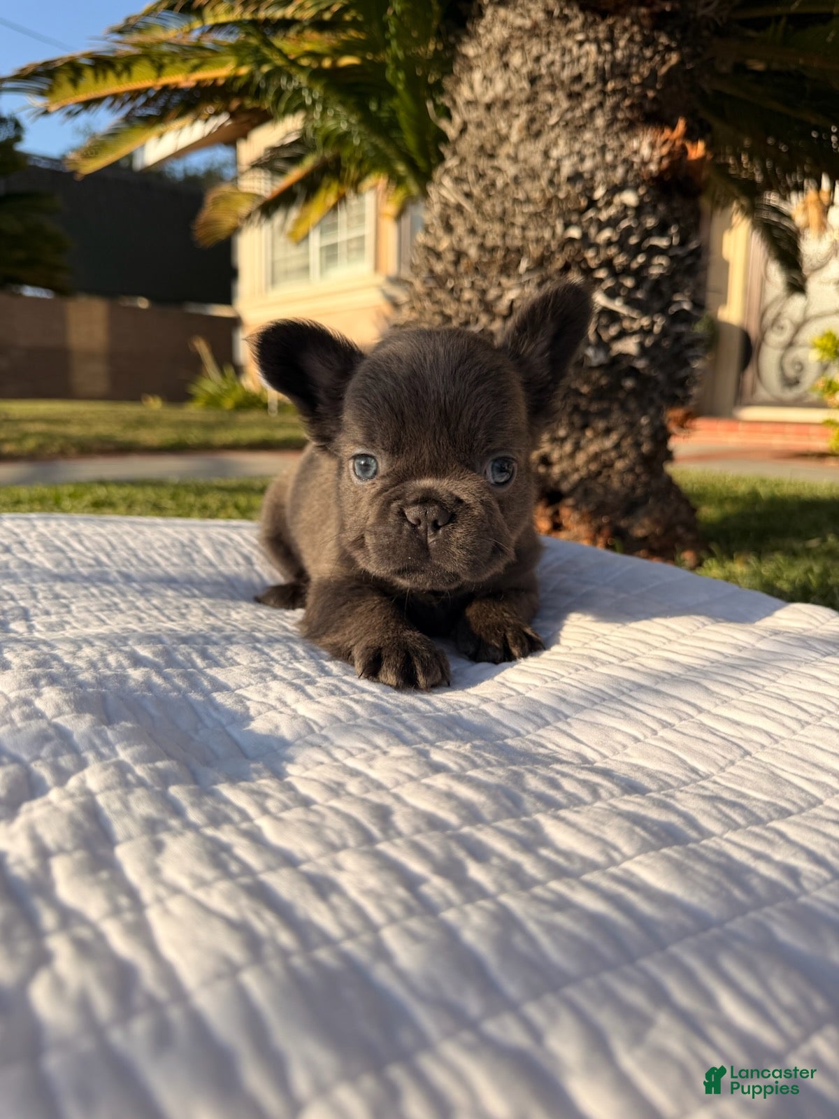 French Bulldog dogs Blackie - Ad 2
