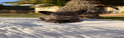 French Bulldog dogs for sale: Blackie - Ad 2