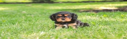 Cavalier King Charles Spaniel dogs for sale: Leroy Cavalier King Charles Spaniel  - Ad 3